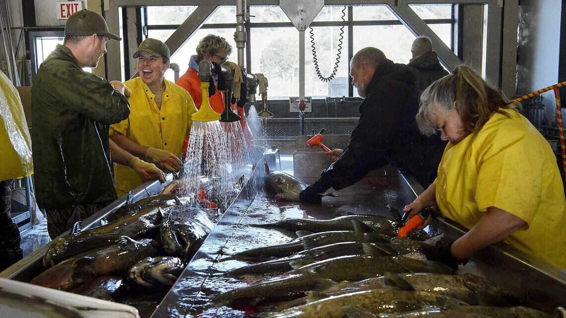 Last chance to see spawning Chinook salmon in Sacramento. What to look for at Nimbus hatchery