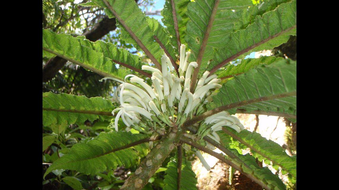 The plant is similar to a native plan known as the hāhā, “but has unique leaves and gently curved, long, white flowers.” Photos of the flowers were posted on Facebook, and they resembled something akin to peeled bananas.