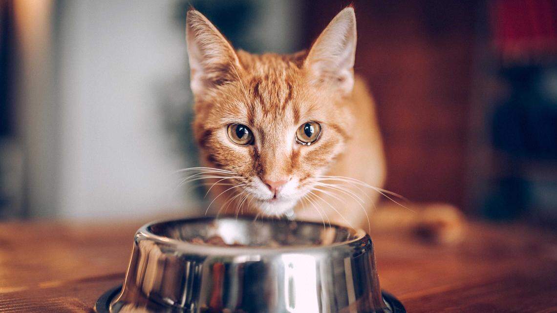 Homemade cat food recipes may not be safe for cats, according to a new study out of UC Davis. Recipes in the study contained nutritional deficiencies, and some included ingredients that are toxic for cats.