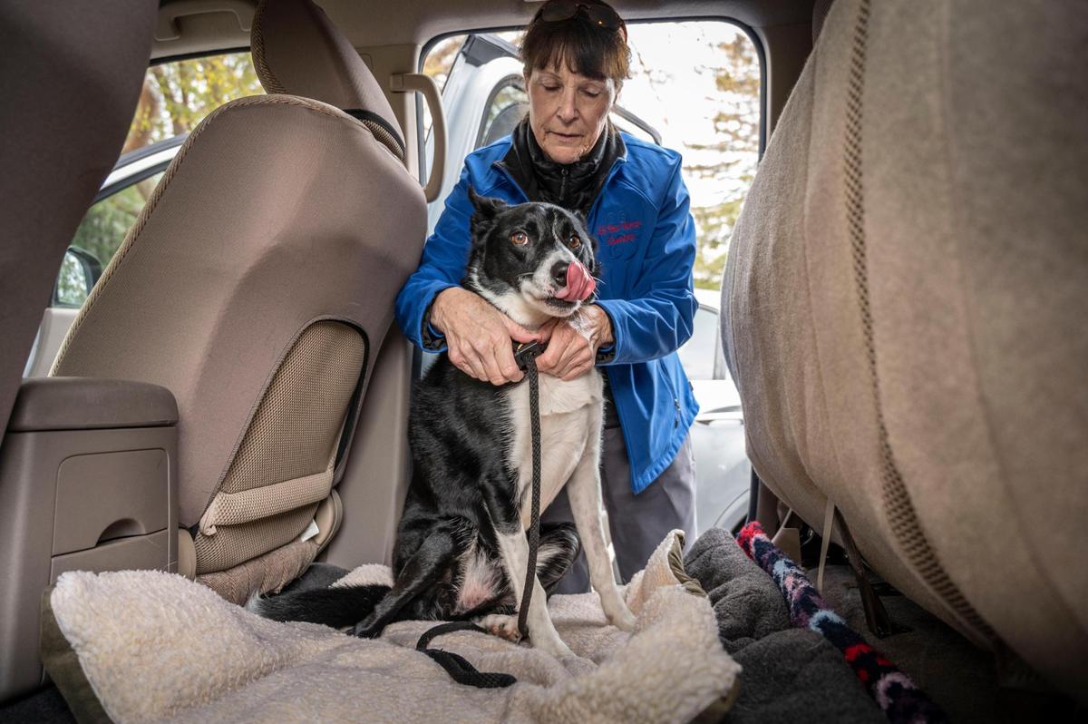Lin Drafton loads River into her car Monday after his checkup at the UC Davis Small Animal Pet Clinic in Davis.