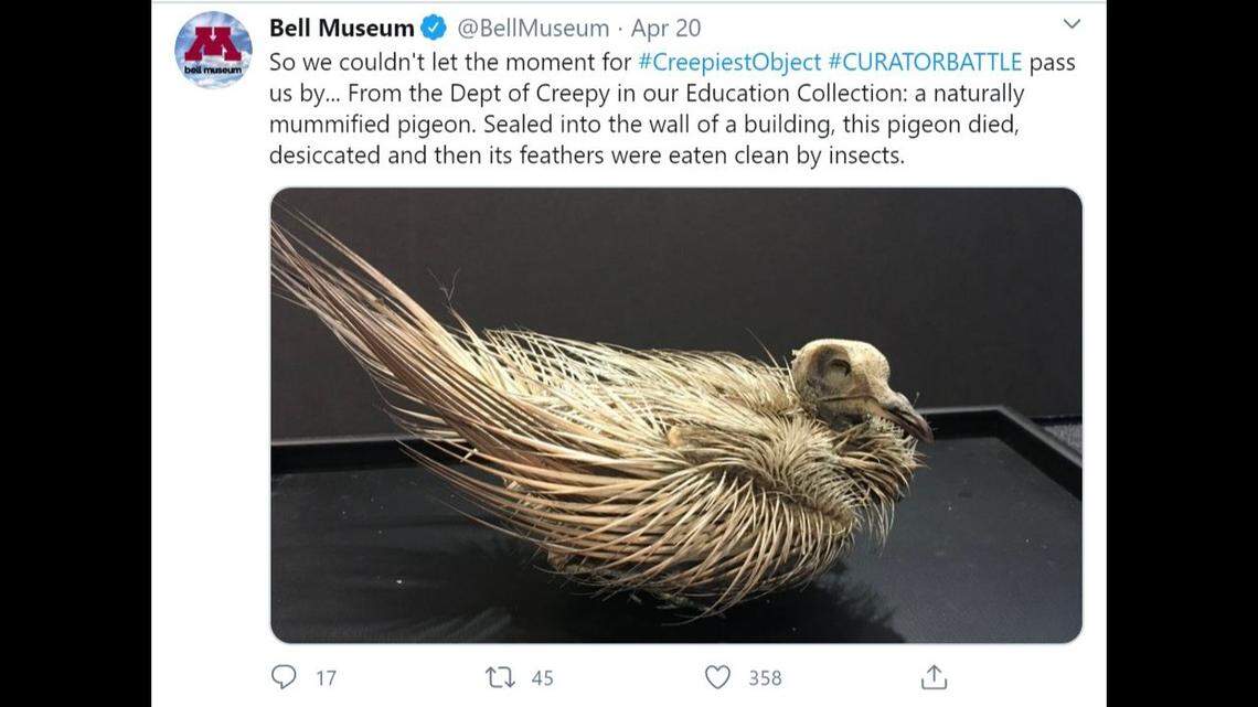 A mummified pigeon? Closed museums show off their oddest artifacts in online challenge