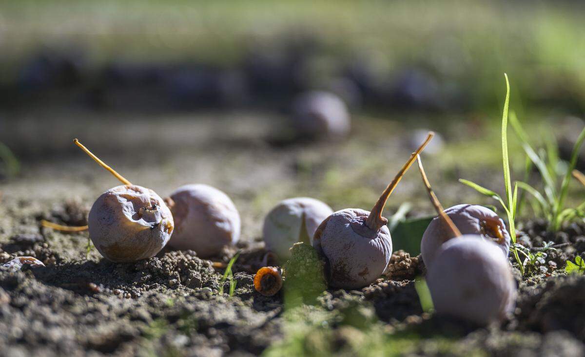 Ginkgo berries — a seed with a casing&nbsp;— lie on the ground in Capitol Park on Monday. The tree’s foul-smelling fruit has prompted officials to fence off the area due to slipping hazards and public complaints.