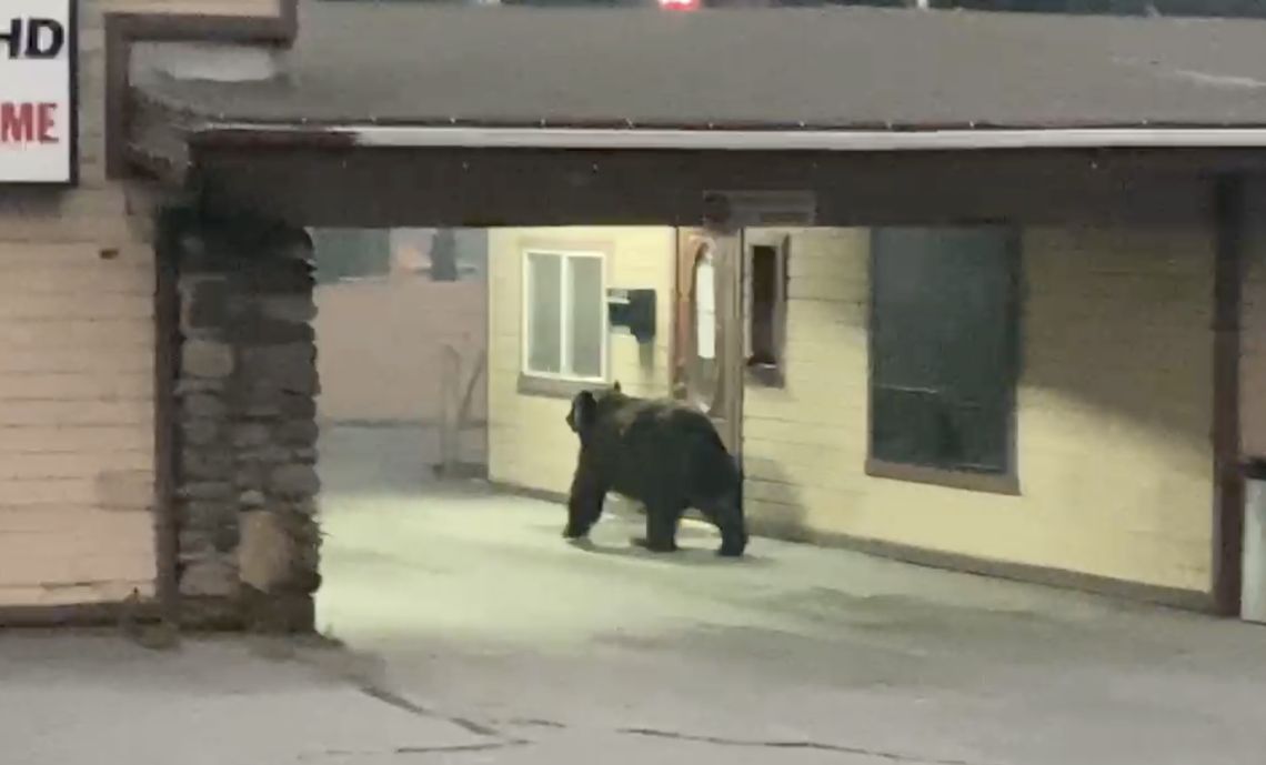 A bear roamed through the empty streets of South Lake Tahoe on Aug. 31, 2021, as the Caldor Fire edged closer to town.