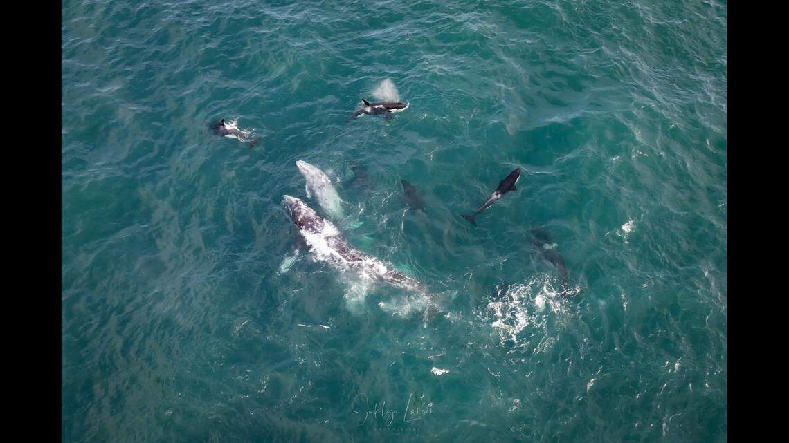 Photographer Jaklyn Larsen rushed to the Oregon coast after learning about a possible predation event .