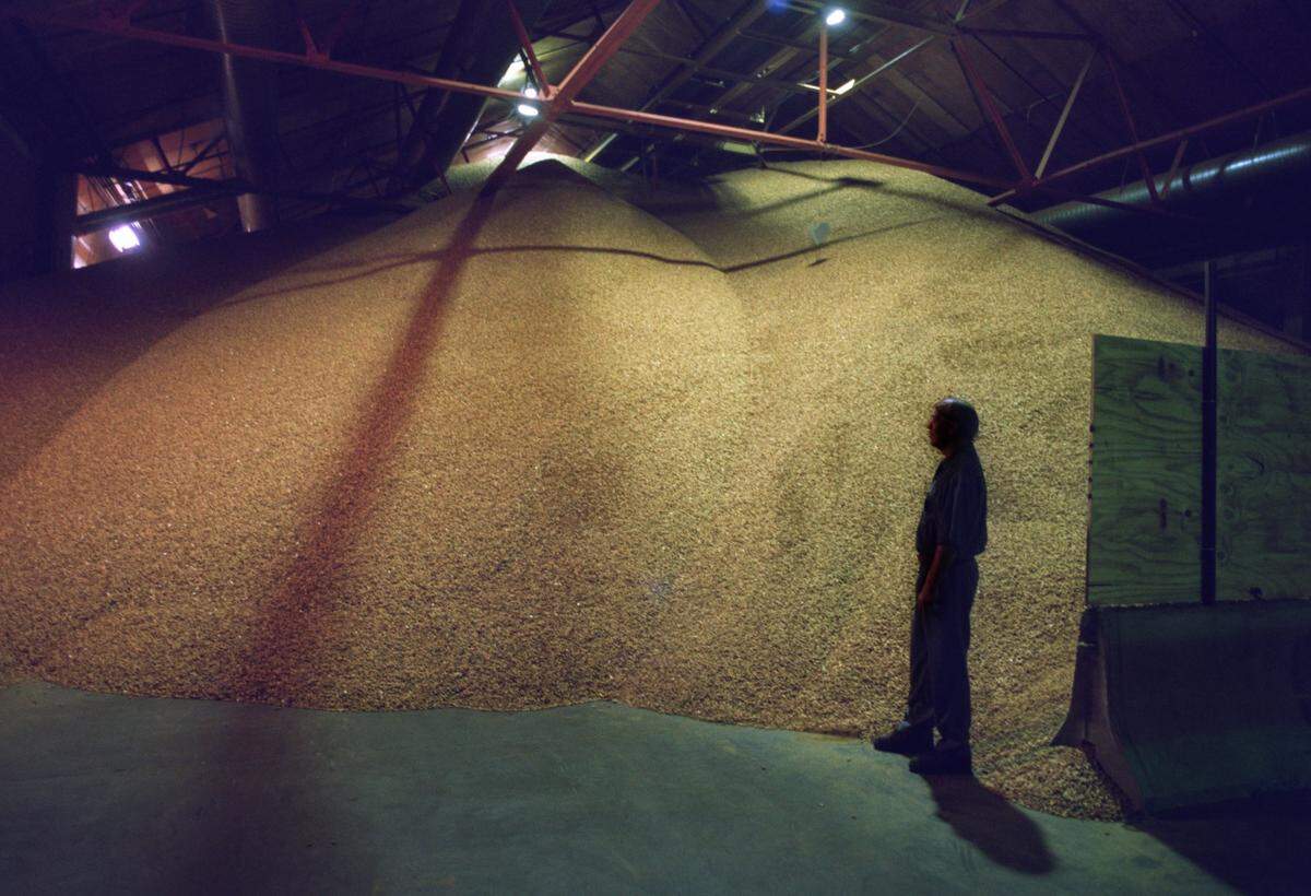 Almonds in storage at the Blue Diamond plant in Sacramento in 1999.  