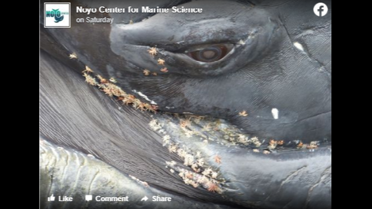 Whale lice are “highly specialized amphipod crustaceans” that live on the skin of marine mammals like whales.