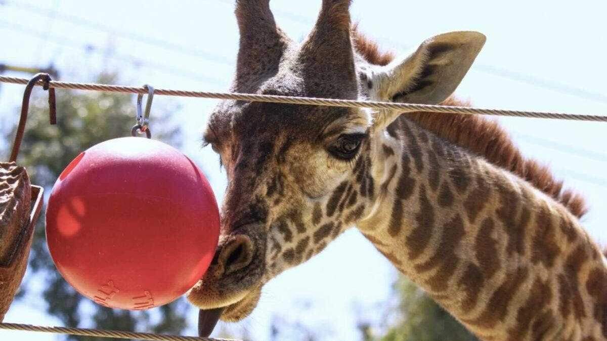 An image of a Masai giraffe.