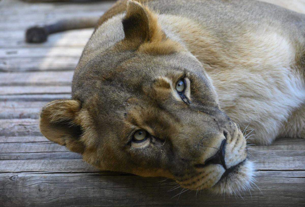 Cleo, an African lioness, relaxes her enclosure at the Sacramento Zoo in 2019. Cleo, who had been at the zoo since 2007, died at the age of 19 from advancing kidney disease, zoo officials announced on Tuesday, Oct. 15, 2024.