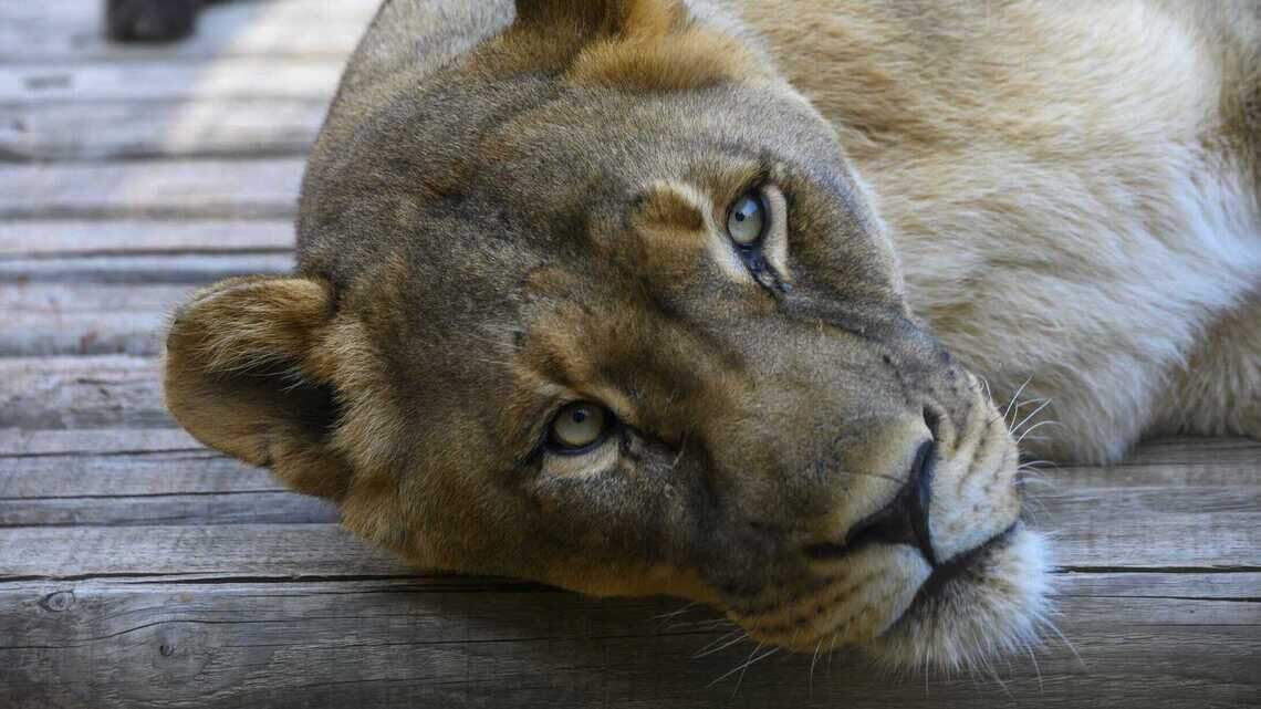 Cleo, iconic lioness who captivated visitors of the Sacramento Zoo, dead at 19