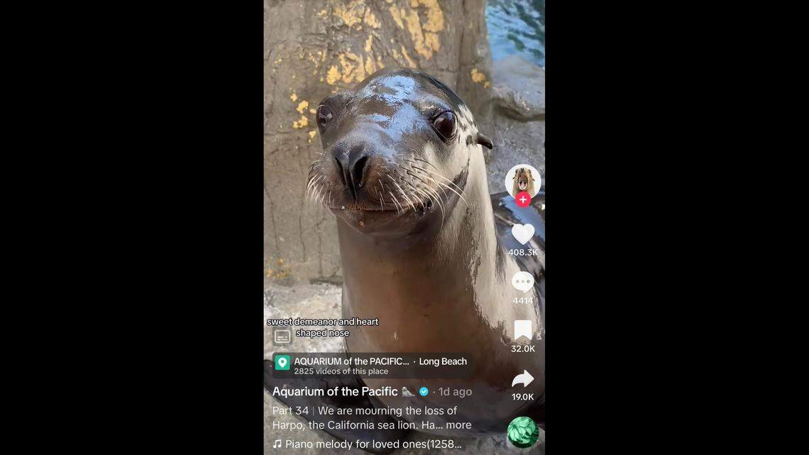 Harpo the sea lion died at age 17 at an aquarium in California, officials said.