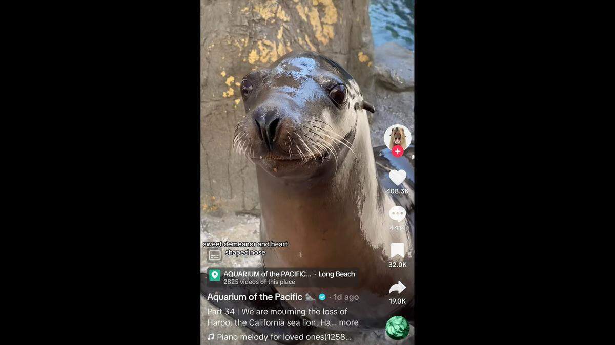 Harpo the sea lion died at age 17 at an aquarium in California, officials said.