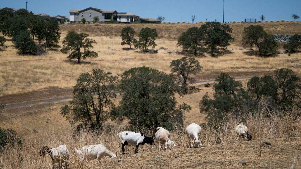 California relies on goats to combat fires. A wage change threatens the industry
