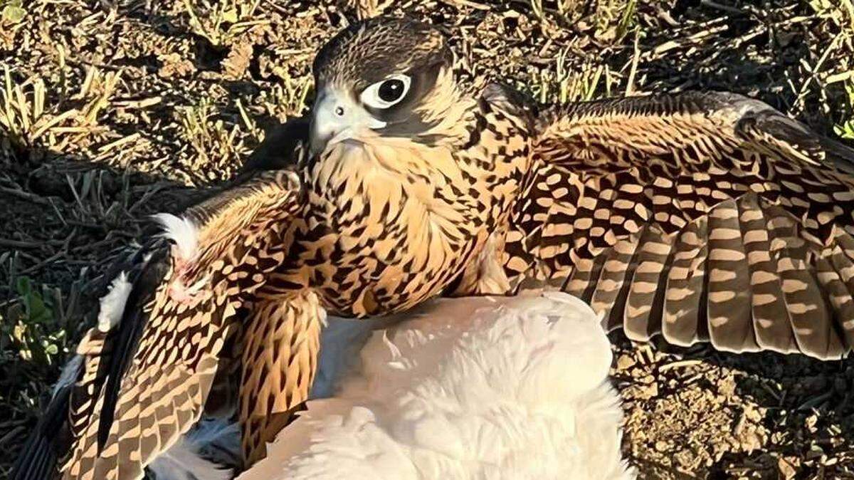Equinox, better known as Nox, is seen capturing a pigeon as he recovered from a damaged wing and showed a readiness to hunt on his own. Born at UC Berkeley, he was released to the wild Oct. 18 but was found dead on Wednesday, UC Davis officials announced.
