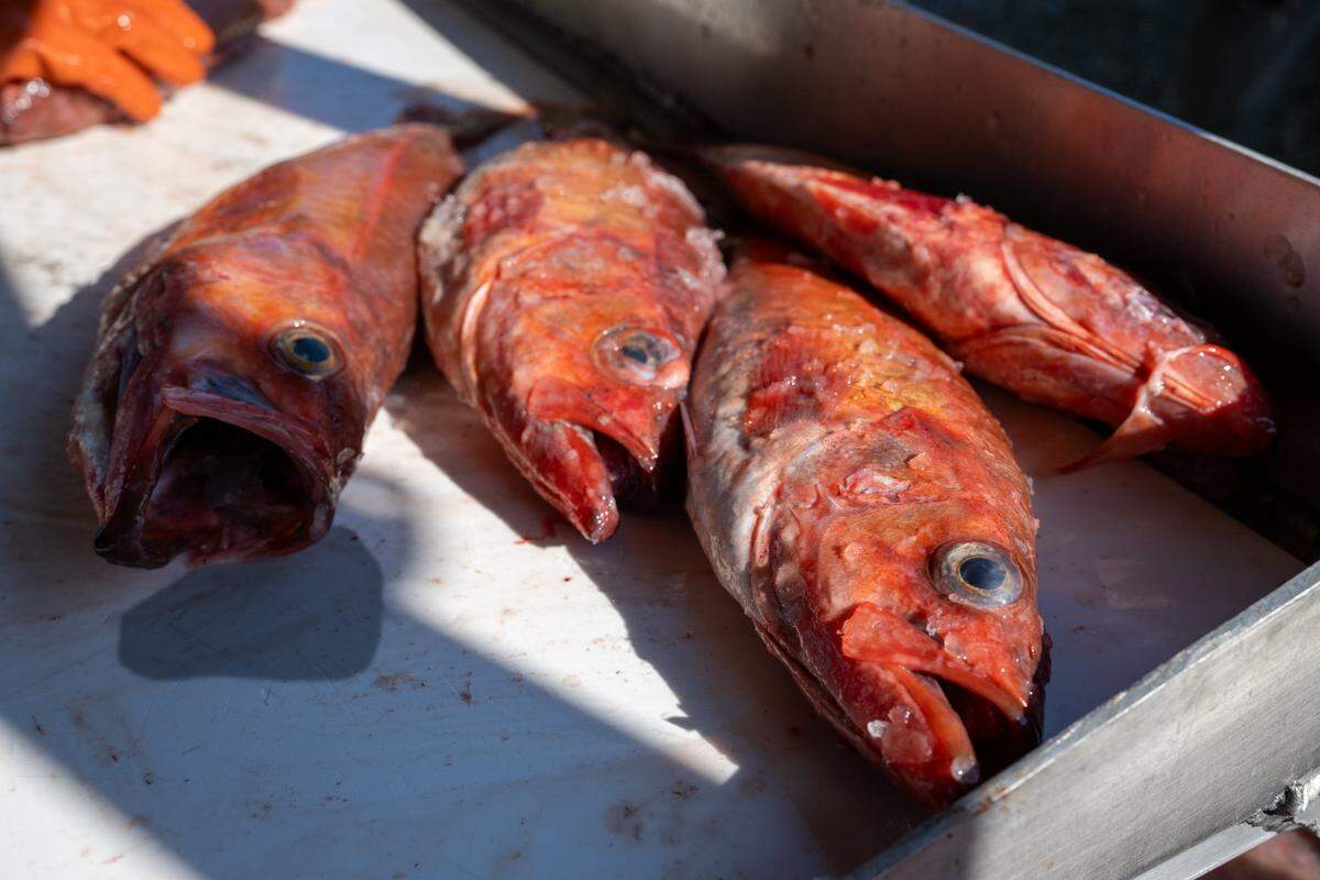 Fresh red snapper wait to be filleted at Ferrari Fisheries on Jan. 14 in West Sacramento. 