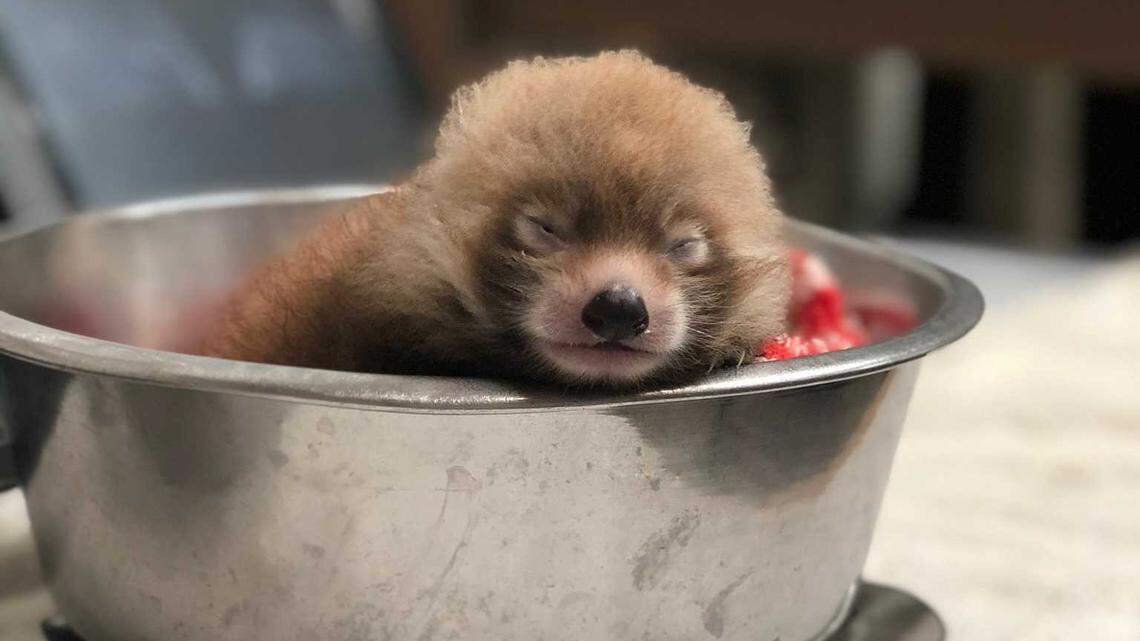 ‘Robust and active’ — Sacramento Zoo shows off pictures of red panda born last month