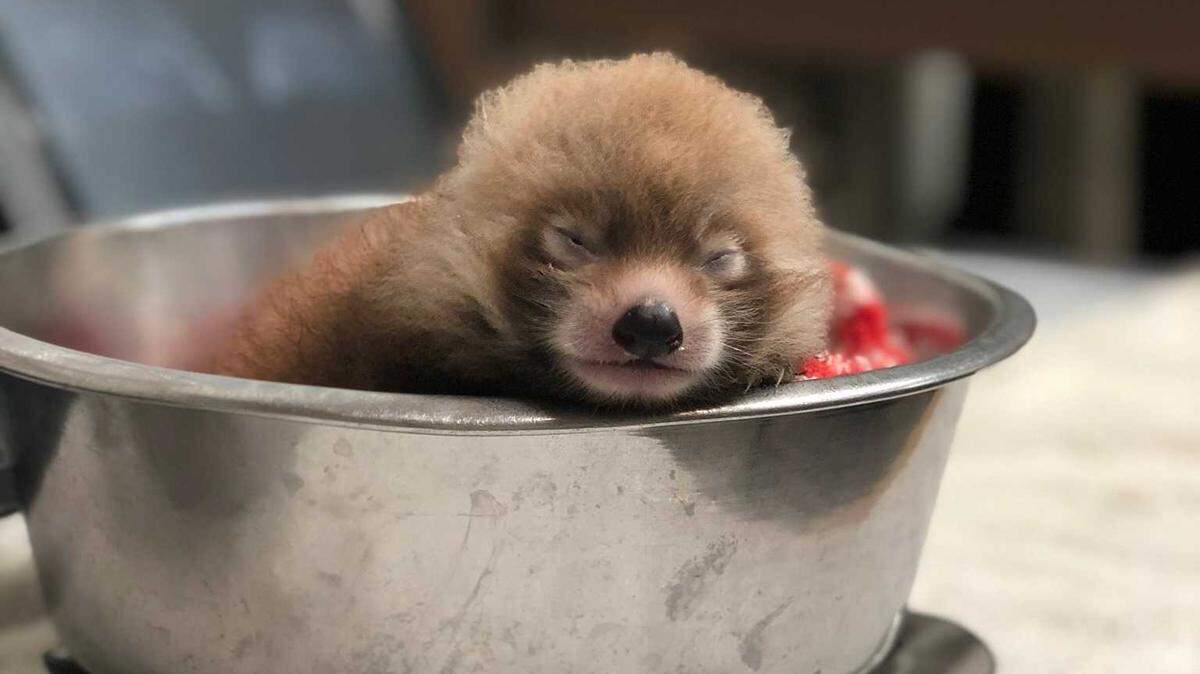 Undated images of a new red panda, born at the Sacramento Zoo on June 24, were released on the zoo’s Facebook on Monday, July 13, 2020. The unnamed female cub is quickly growing alongside mother, Amaya, zoo officials said, who are asking for the public’s help in naming her.