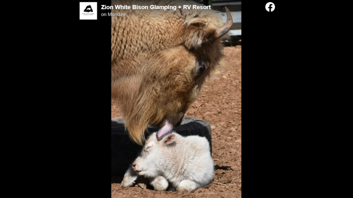 A rare white bison was born at a southern Utah resort, and she needs a name.