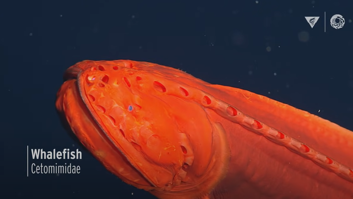 Rarely seen shape-shifting whalefish spotted off the coast of California in ‘the midnight zone.’ Screen grab from the Monterey Bay Aquarium Research Institute.