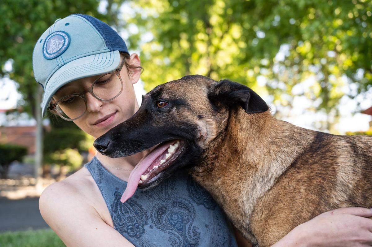 Erin Wilson hugs her young Belgian Malinois named Eva who was injured from fighting a mountain lion in rural Trinity County after the dog is released to go home Thursday, May 19, 2022, after being cared for at the VCA Asher animal hospital in Redding. Wilson said Eva saved her life after a mountain lion clawed her shoulder while they were walking along the Trinity River on Monday.