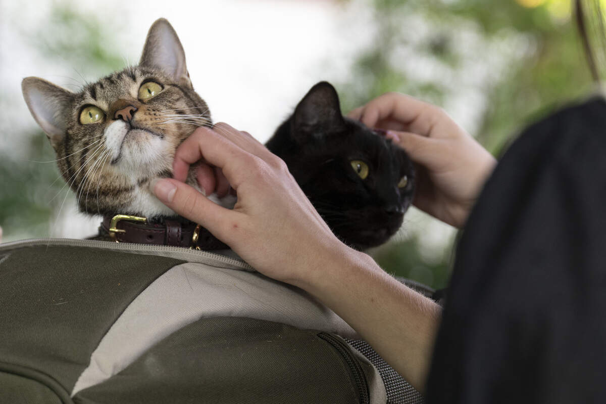 Cats Lieutenant Dan and Smino get petted during the NorCal Resist Cat Tour in Sacramento on Sunday, June 7, 2026.