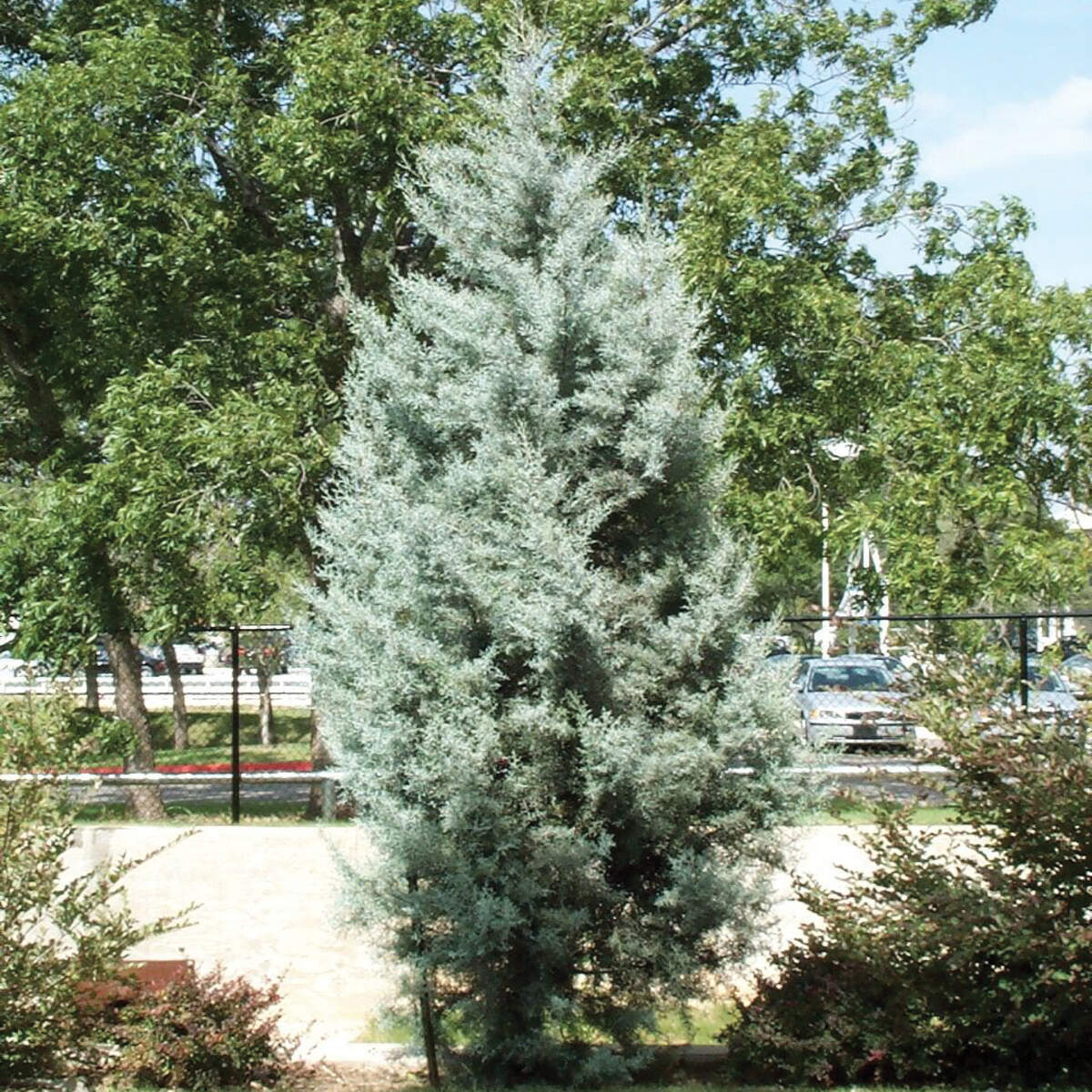 Arizona cypress tree