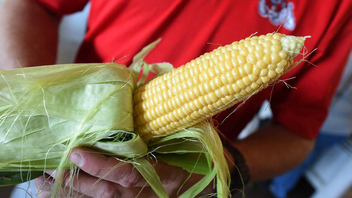 Fresno State’s sweet corn will be available Memorial Day, but with coronavirus rules