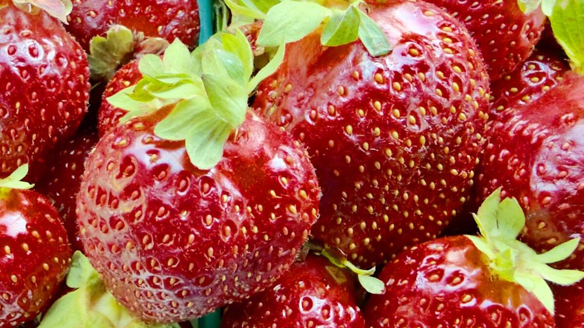 Ripe strawberries from S-T Strawberries, on Jackson Road.
