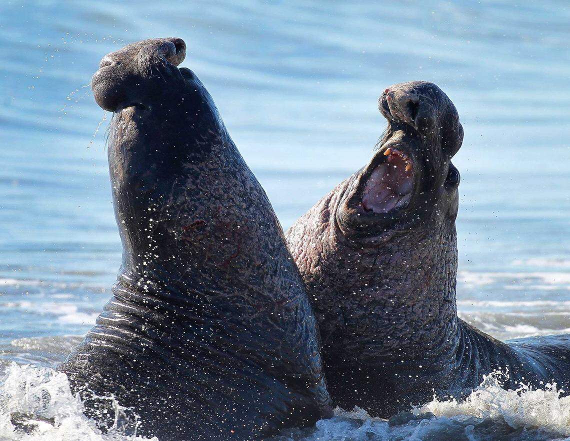 Two male northern elephant seals fight along a beach at Ano Nuevo State Park in Pescadero in 2015.