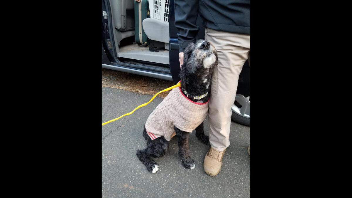Lucy, an emotional support labradoodle, was recently reunited with her Placer County family after being tracked to Lake of the Pines. Deputies arrested 33-year-old Karla Guthrie in connection with the theft.