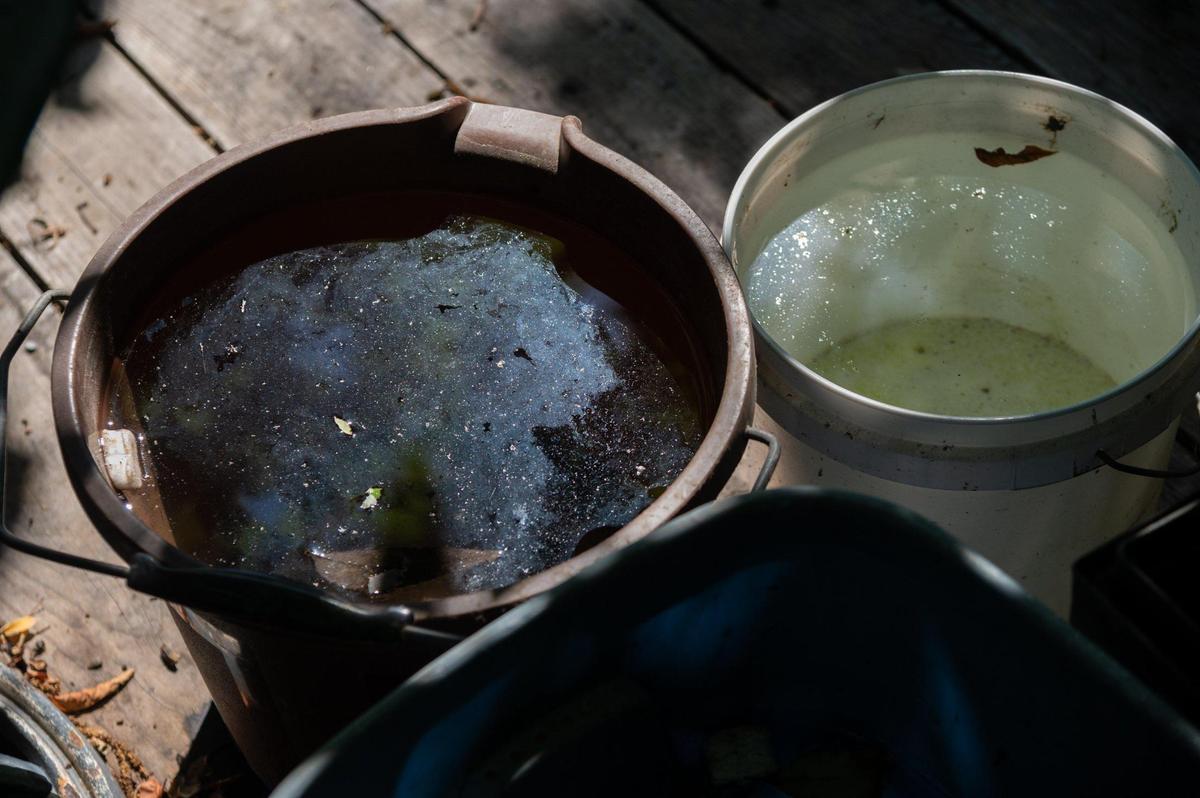 Mosquitoes breed in standing water in flower pots and other containers around a home in Elk Grove on July 12. John Snell of the Sacramento-Yolo Mosquito and Vector Control District set up standing water in buckets to trap the mosquitoes.