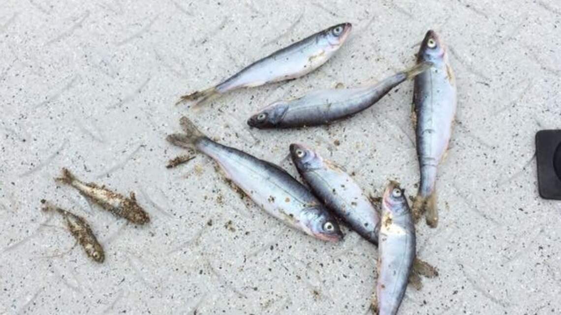 State killed thousands of salmon, anglers report. Now the Trump administration wants answers.