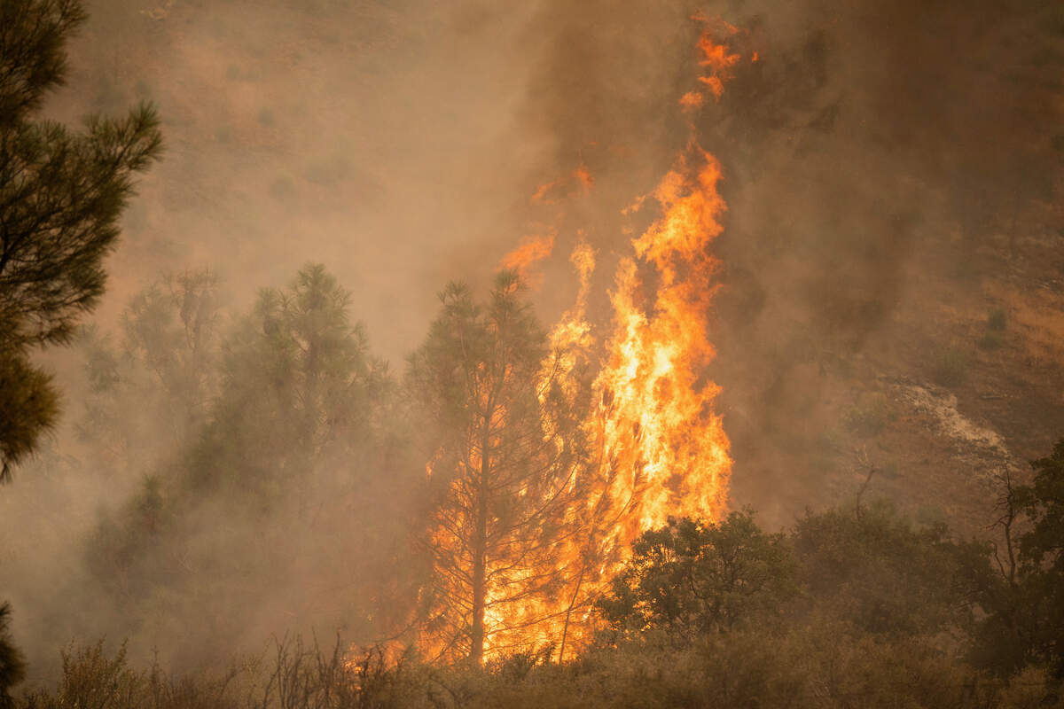 A tree burns in a embankment off Highway 36 northeast of Red Bluff during the Park Fire in Tehama County on Saturday, July 27, 2024.