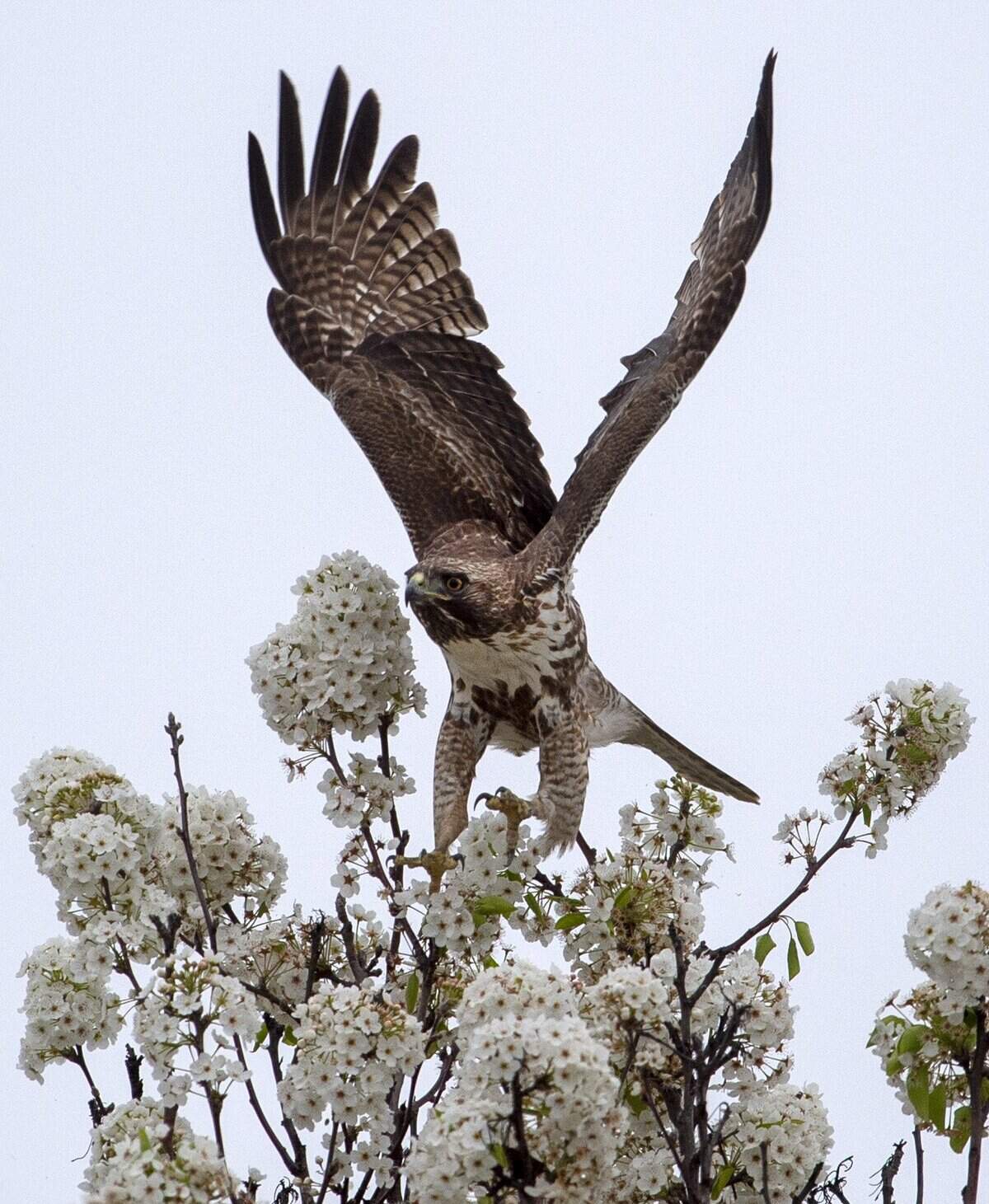 19. A young red-tailed hawk takes flight from its perch on a ornamental flowering pear tree in North Natomas, Monday, April 1, 2019.