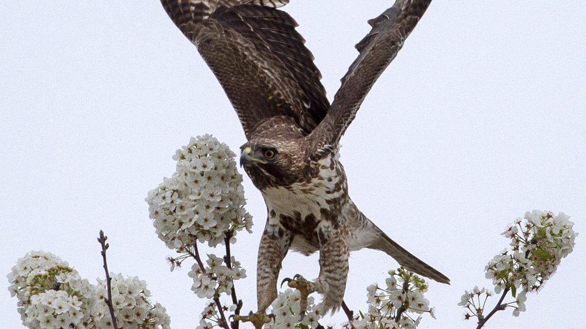 A young red-tailed hawk takes flight from its perch on a flowering pear tree in North Natomas, Monday, April 1, 2019.