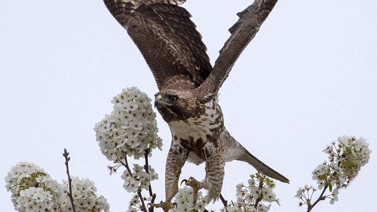 Un joven halcón de cola roja levanta el vuelo desde su percha en un peral en flor en North Natomas, el lunes 1º de abril de 2019.