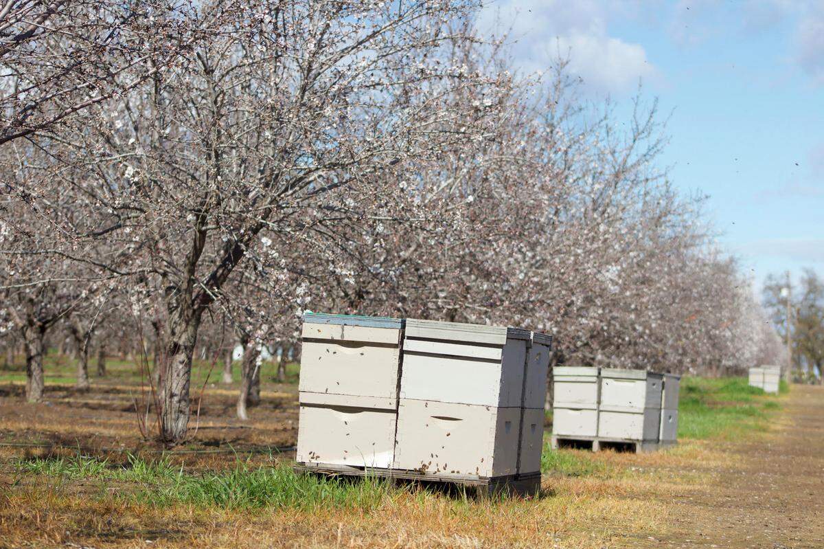 Pallets stacked with beehives line the edge of an almond tree orchard on Friday, Feb. 14, 2025, in Olivehurst. Beehive thefts in California have hit new highs each of the past two years.