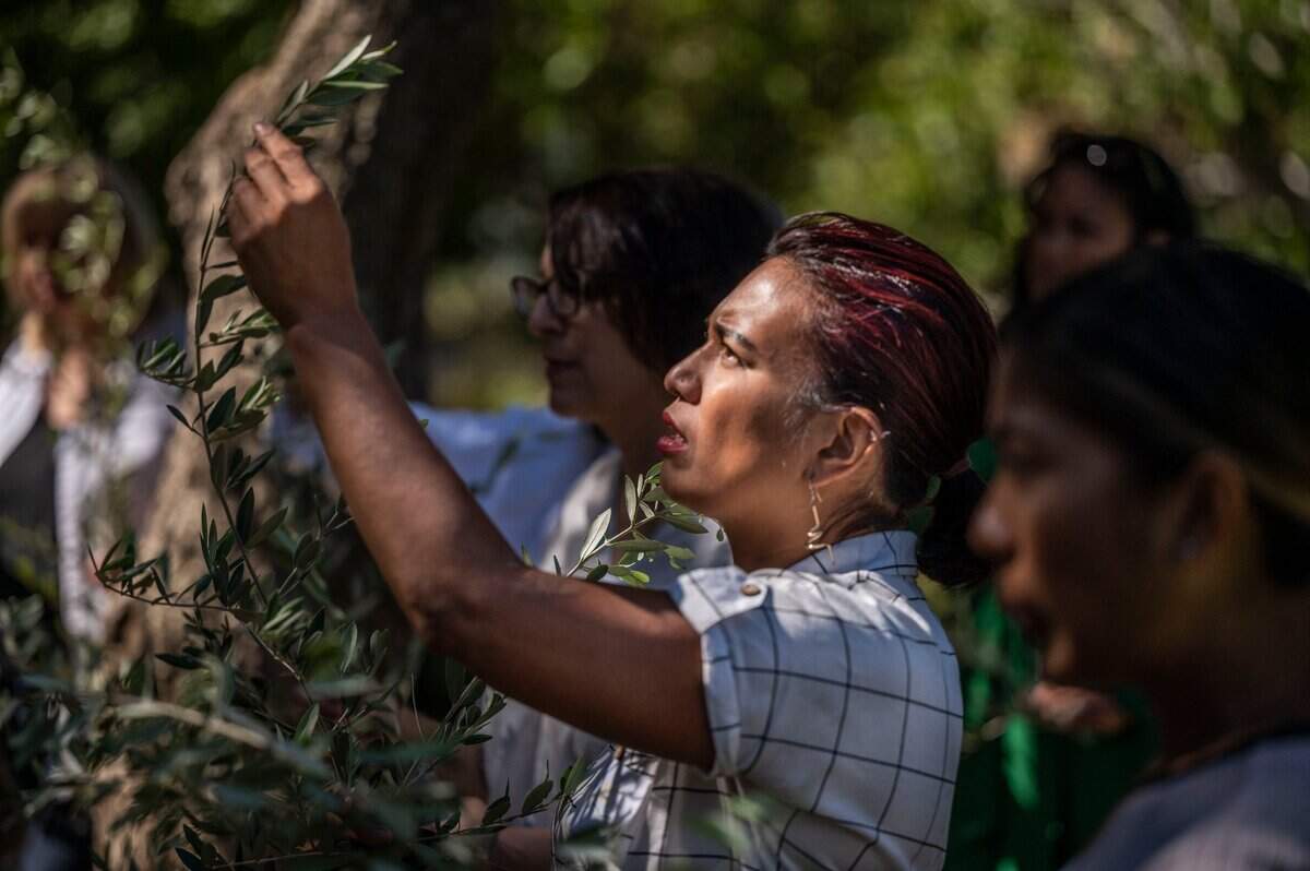 Catherine Alumna, of Vallejo, looks at an olive tree branch that she was preparing to propagate while learning how to cook with olive oil on Friday during a class hosted by the UC Davis Olive Center.