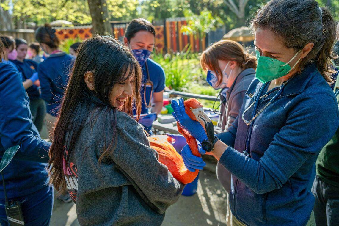 Zea Marubashi, youth programs coordinator at the Sacramento Zoo, holds a Caribbean flamingo as UC Davis veterinary student Annie Rein-Weston examines it during the annual flamingo roundup at the Sacramento Zoo on Thursday. Fifty-two Caribbean flamingos were examined.