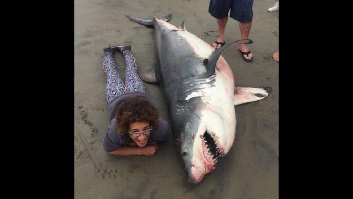 Critics say a photo of a woman beside a dead great white shark found Sunday on an Aptos, Calif., beach disrespects the animal, but marine biologist Giancarlo Thomae, who shot the photo, says his colleague posed beside the shark for scale.