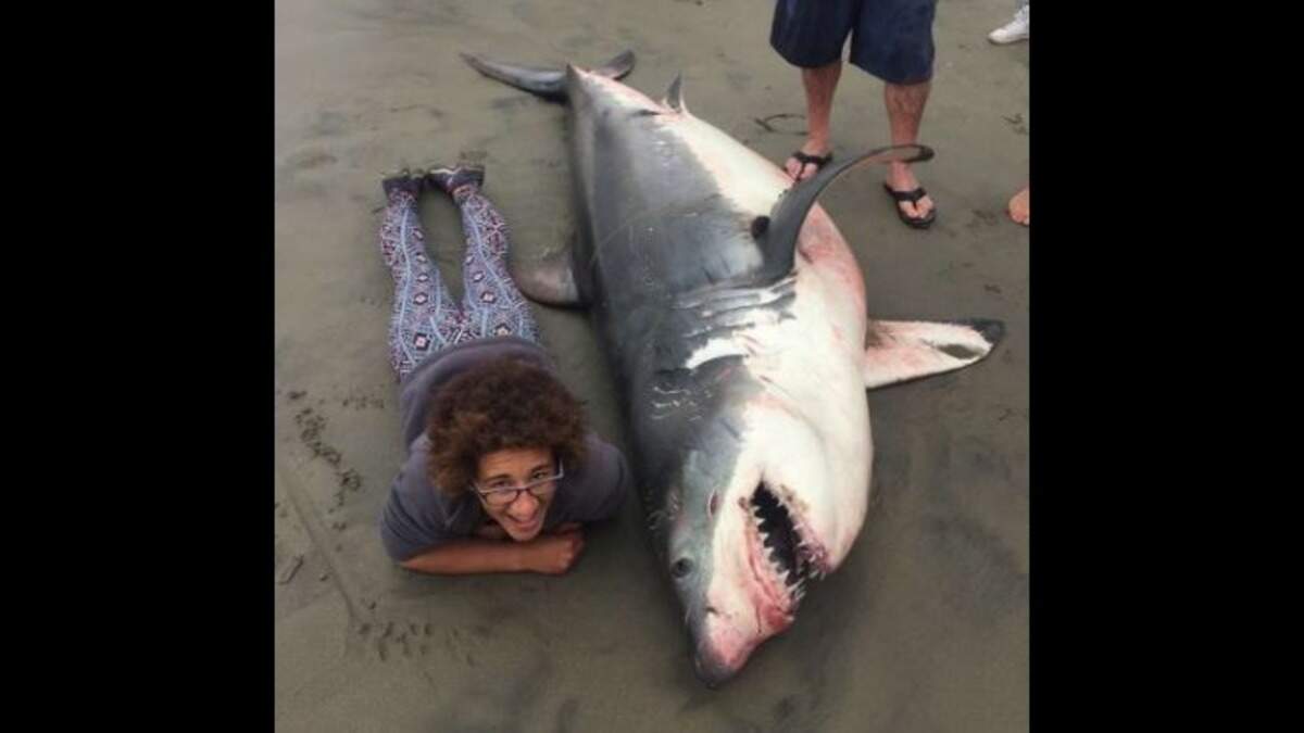 Critics say a photo of a woman beside a dead great white shark found Sunday on an Aptos, Calif., beach disrespects the animal, but marine biologist Giancarlo Thomae, who shot the photo, says his colleague posed beside the shark for scale.
