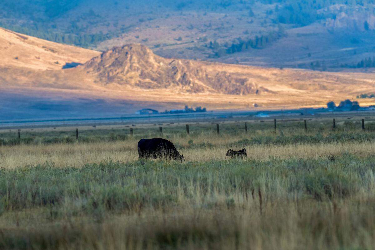 A calf stays close to its mother at the ranch of Sierra County Supervisor Paul Roen’s brother in Sierra Valley on Friday, Sept. 12.