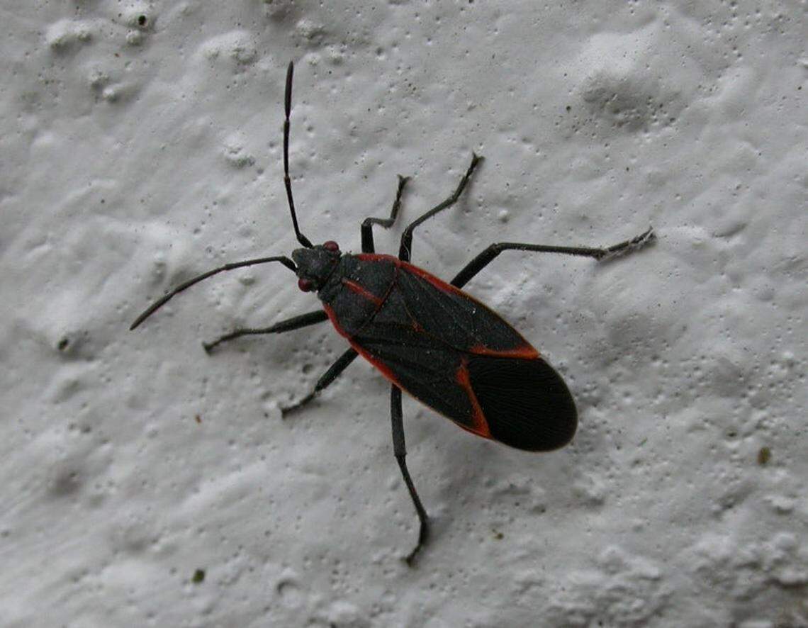 Boxelder bug