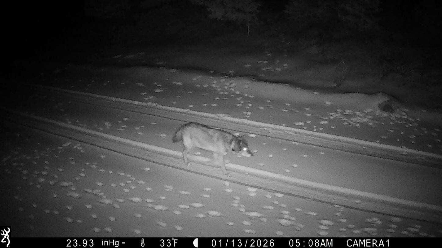 From Plumas County to LA — a wolf’s 500-mile yearlong trek to find love