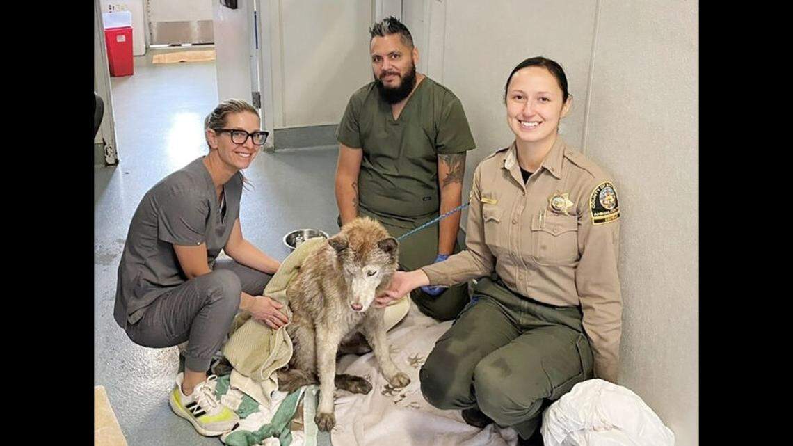 San Diego animal services workers pose with a lost Siberian husky mix named Mia who was rescued from an oil-filled pit in a private garage.