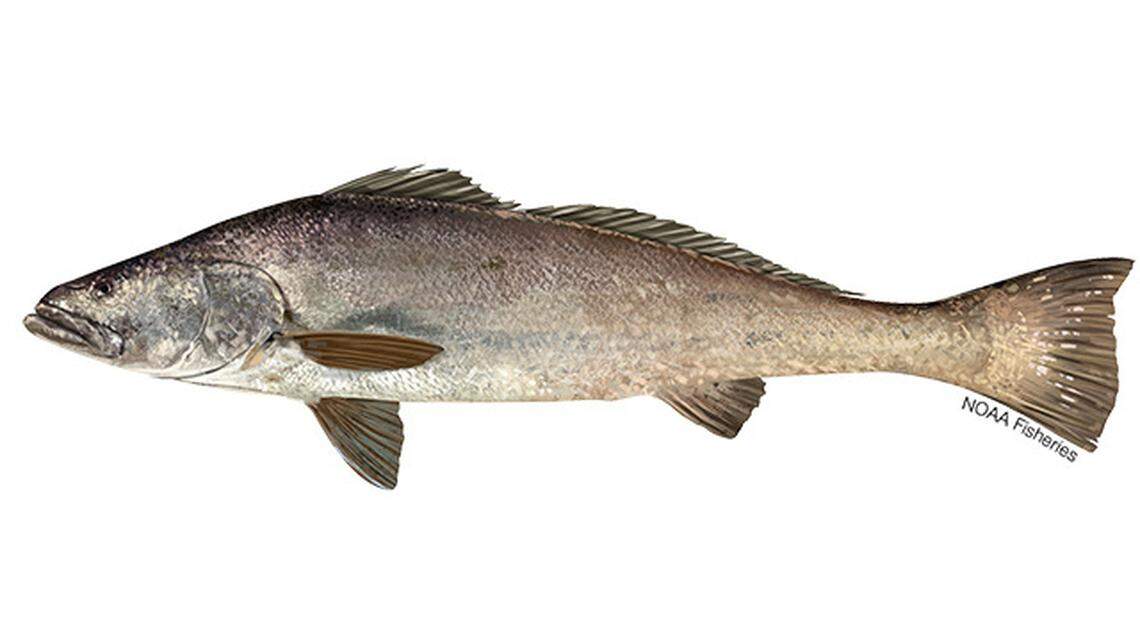 US Customs and Border Protection agents seized 270 smuggled swim bladders of endangered Totoaba fish in Nogales, Arizona, federal officials say.