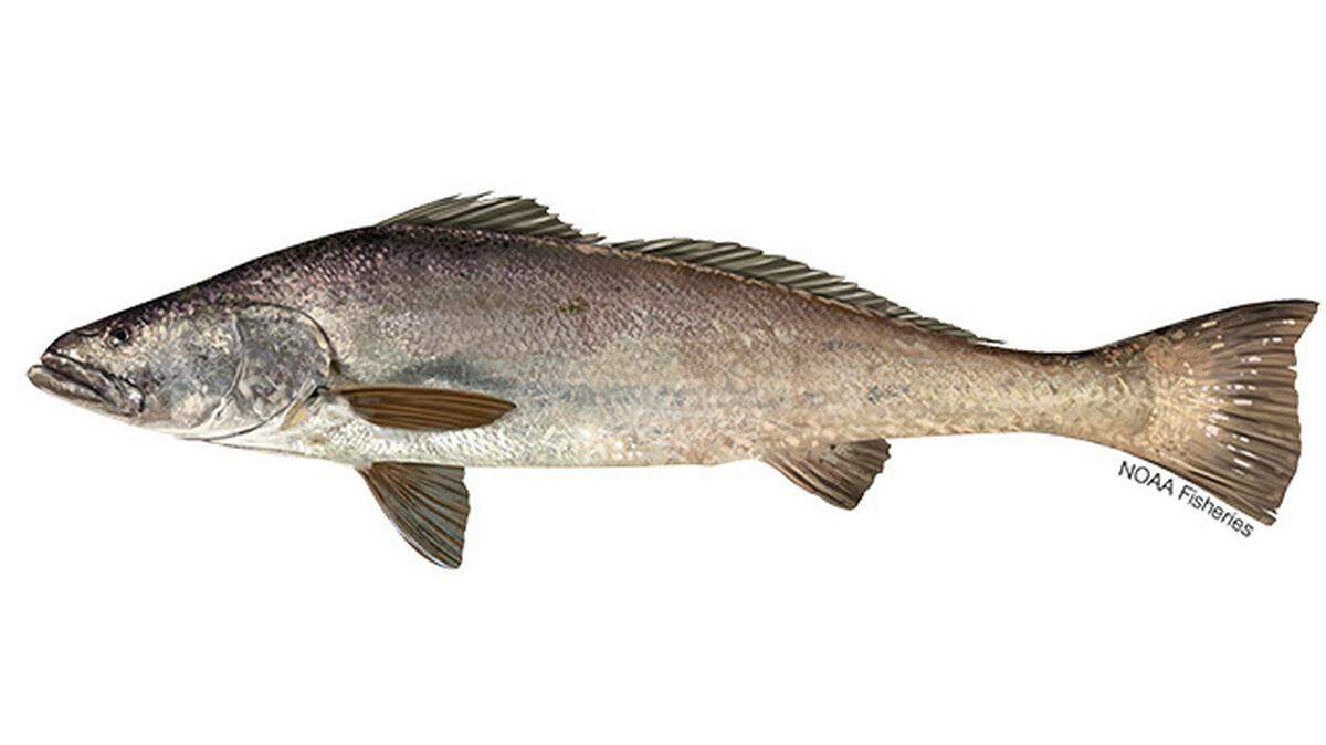US Customs and Border Protection agents seized 270 smuggled swim bladders of endangered Totoaba fish in Nogales, Arizona, federal officials say.