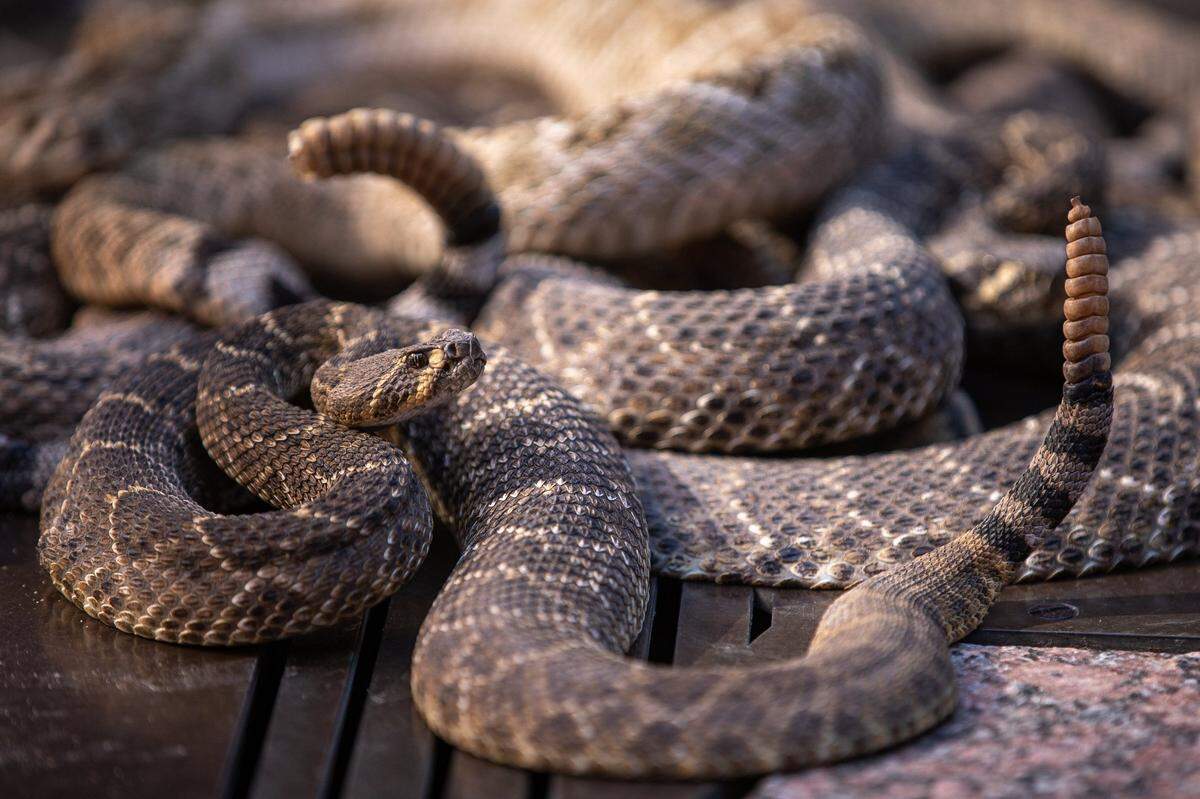 Rattlesnakes coil up on a Texas star in the open-air rotunda of the Texas Capitol extension on Feb. 7, 2022. The Sweetwater Jaycees brought a dozen rattlesnakes to the Texas Capitol to promote the annual Rattlesnake Round-Up.
