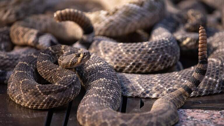 Rattlesnake sightings are up in Folsom. Does that mean there are more snakes?