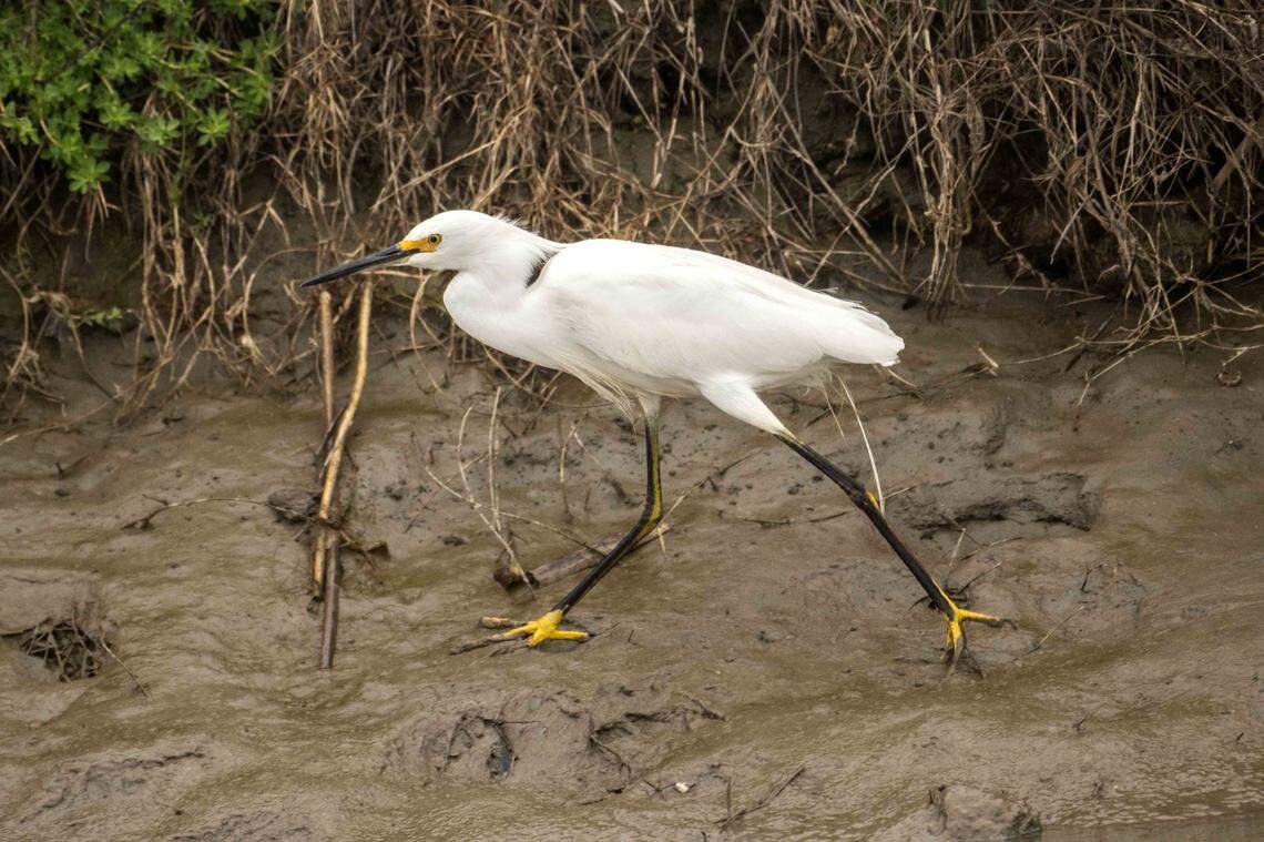 A snowy egret walks along the Santa Fe Canal at the Grasslands Wildlife Management Area near Gustine earlier this month. Advocates say wetlands restoration is imperative to mitigate climate disaster in California.