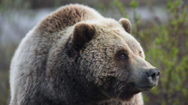 A grizzly bear (not the one pictured) mauled a hunter in Alaska on Tuesday, Sept. 6, officials said.